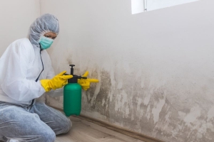 Certified Mold Removal Company: Why Professional Mold Remediation Matters for Your Health and Property