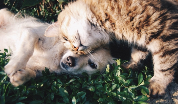 Adorable pets