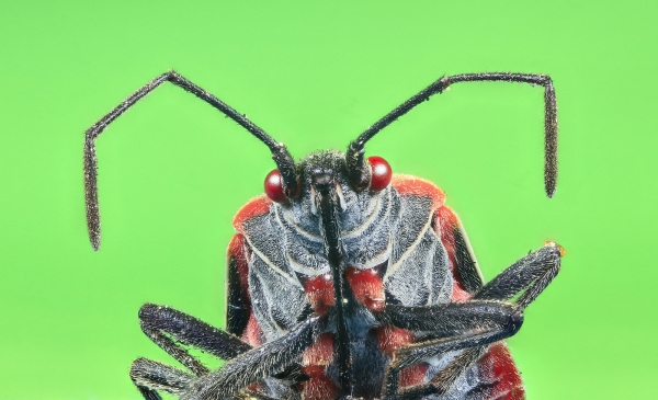 How To Get Rid Of Stink Bugs