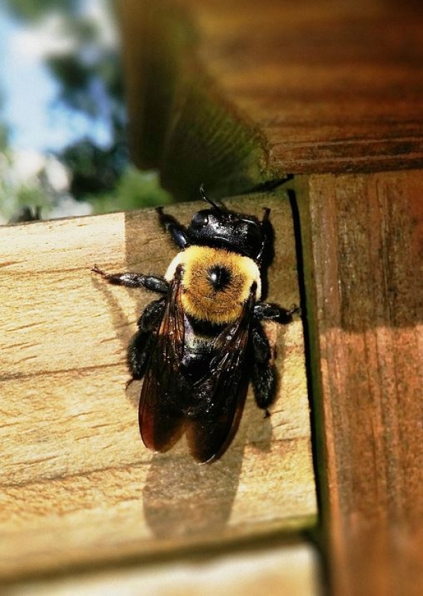 Tiny Threats: 4 Insects That Can Cause Structural Damage to Your Home