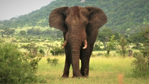 Ask Denise: Addressing the Elephant