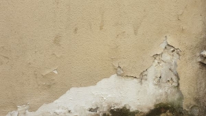 Hidden Mold in the House - What You Should Do