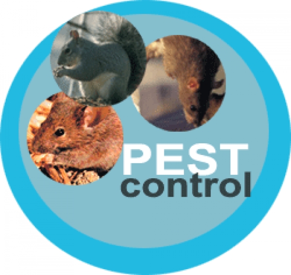 Pest Control Issues Found In Beaumont