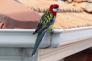 Benefits of Seamless Gutters