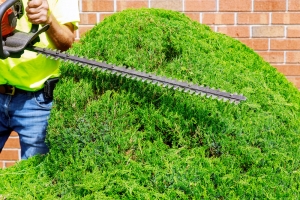 Essential Tree Care Tips to Follow For a Healthy Growth