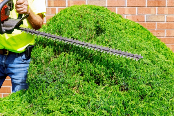 Essential Tree Care Tips to Follow For a Healthy Growth