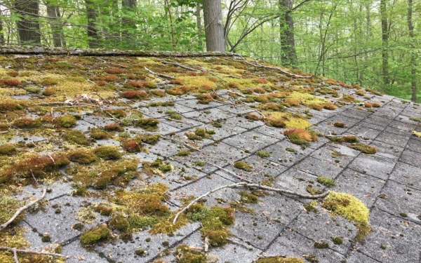 Roof Moss