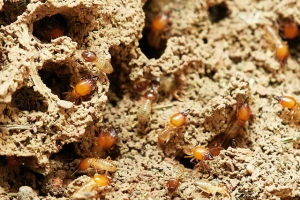 How Do Termites Spread?