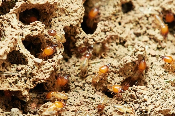 How Do Termites Spread?
