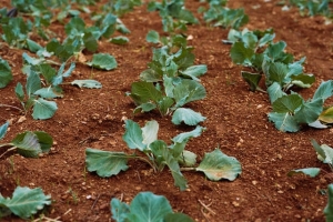 Sustainable Living: 7 Tips For Sustainable Lifestyle