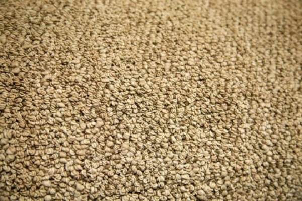 Berber Rugs