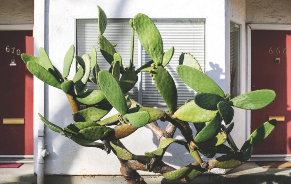 5 Must-Know Secrets When Xeriscaping Your Yard for the First Time