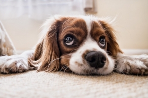 Does Steam Cleaning Carpet Remove Stains