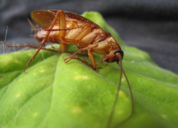 How to Keep Cockroaches Away at Night