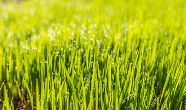 Lawn Care For The Fall: Essential Tips to Follow