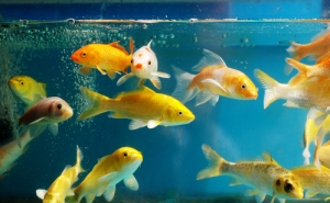How a Fish Tank Can Make Your House Feel More Homey
