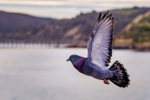 Pigeon Problems Solutions