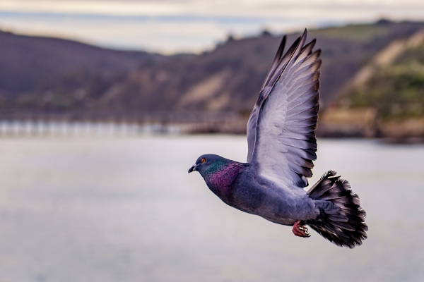 Pigeon Problems Solutions