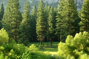 A Better Way to Trim Your Trees