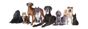 Find the Right Dog Daycare Service for Your Pet
