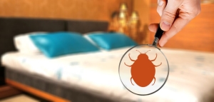 Avoid Bringing Bed Bugs Home After a Trip