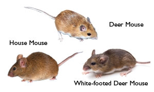 Exterminator Sacramento CA