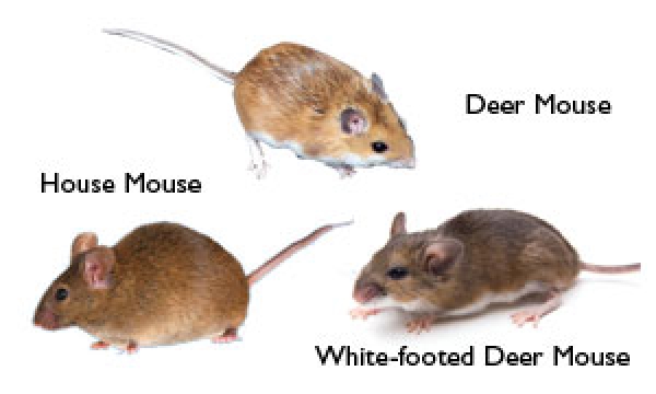 Exterminator Sacramento CA