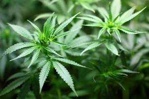 Legal Marijuana: Where To Move, And Why