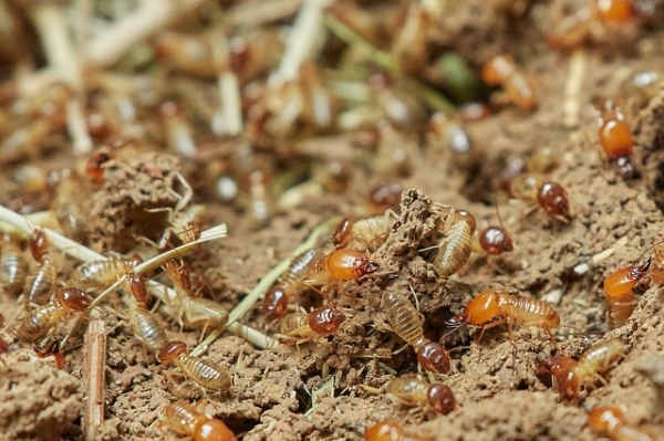 Signs of Pest Infestation