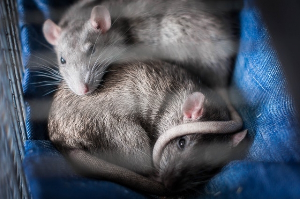 Cleaning Up Rat Droppings