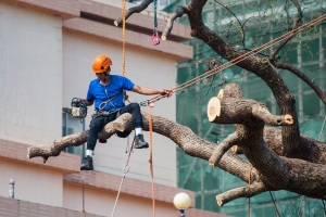 Smart Cuts, Stronger Branches: The Skill and Science of Tree Pruning