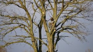 How Tree Maintenance Protects Your Home Investment Year-Round