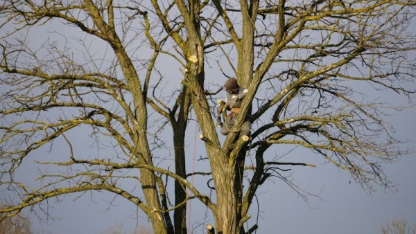 How Tree Maintenance Protects Your Home Investment Year-Round