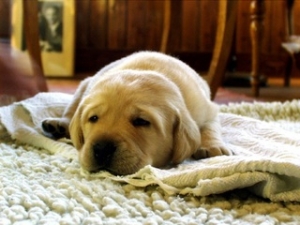 Carpet Cleaning Methods Comparison