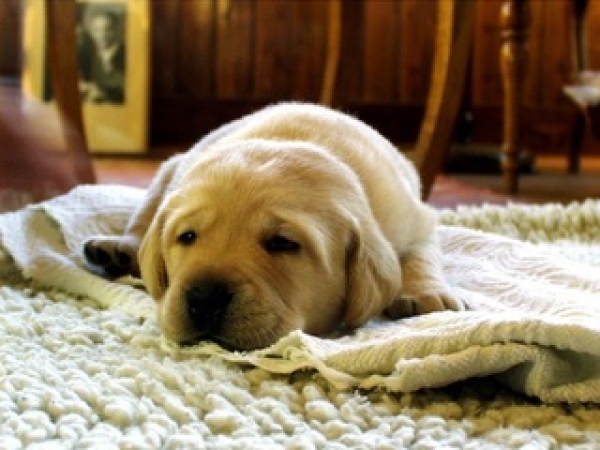 Carpet Cleaning Methods Comparison