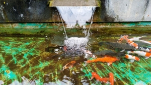 Troubleshooting Common Pond Pump Problems and How to Fix Them