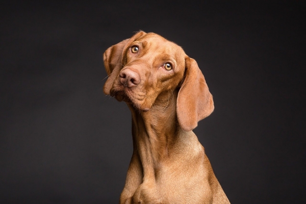 Ask The HOA Expert: Policies To Exclude Certain Categories Of Dogs