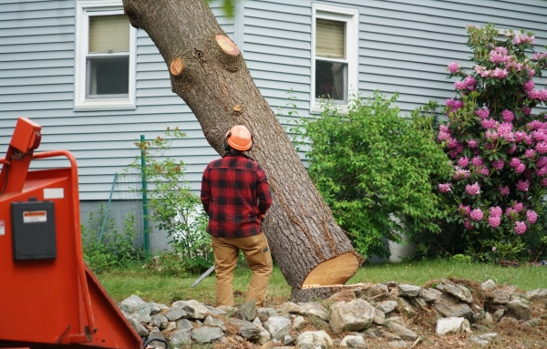 3 Tips To Prepare For A Tree To Be Removed On Your Property