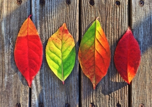 3 Important Things To Consider When Buying A Home During Fall