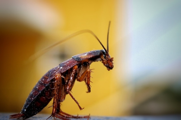 What do Exterminators do for Roaches