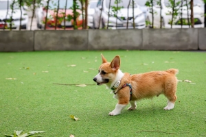 5 Smart Home and Garden Improvements For Pet Owners