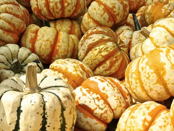 6 Creative Things to do With Your Pumpkins This Year (That Don’t Involve Pie)