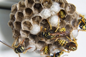 Thinking of Selling Your Home? You Need to Wasp-Proof Your Property