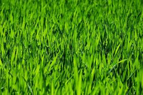Maximizing Curb Appeal with Expert Lawn Maintenance and Landscaping