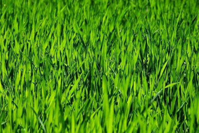 Maximizing Curb Appeal with Expert Lawn Maintenance and Landscaping