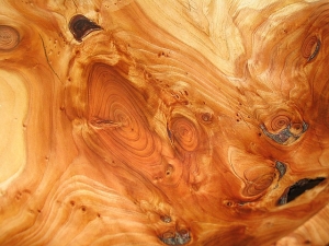 How Fast do Termites Eat Wood