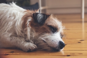 Dog Nails Scratching Wood Floors
