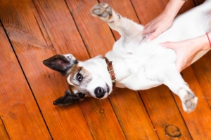 How Can Pets Affect Your Home’s Resale Value?