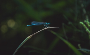 How to Keep Insects Away from House