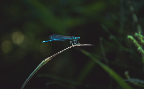 How to Keep Insects Away from House
